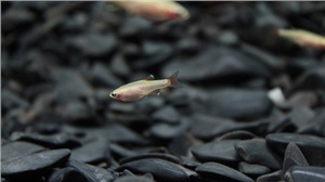 魚苗、魚種培育